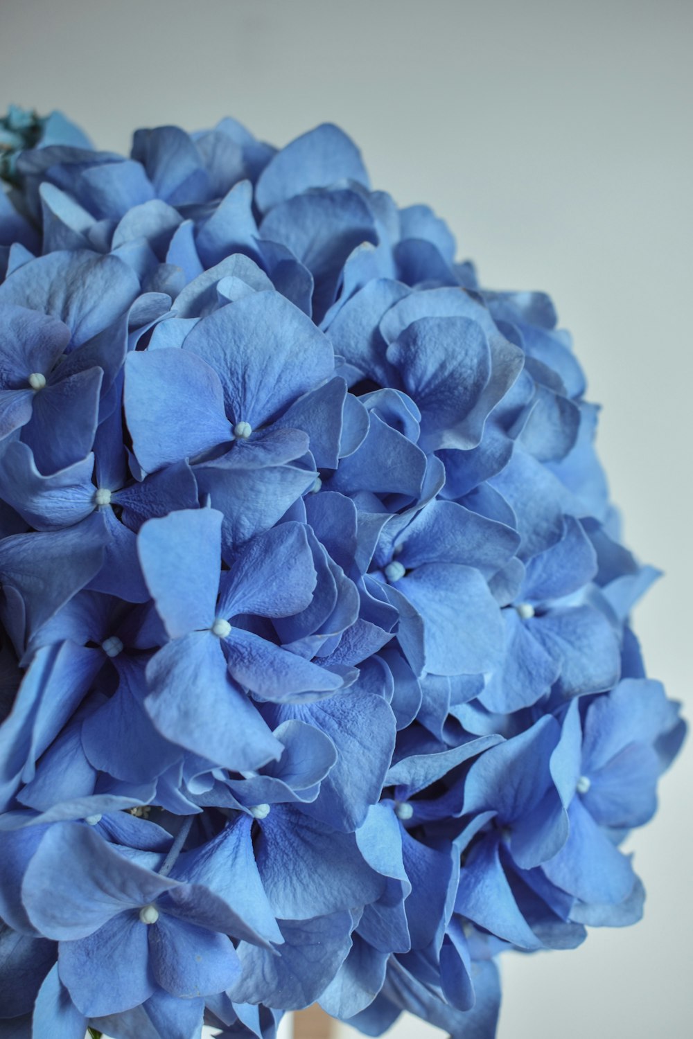 fleur bleue en gros plan photographie
