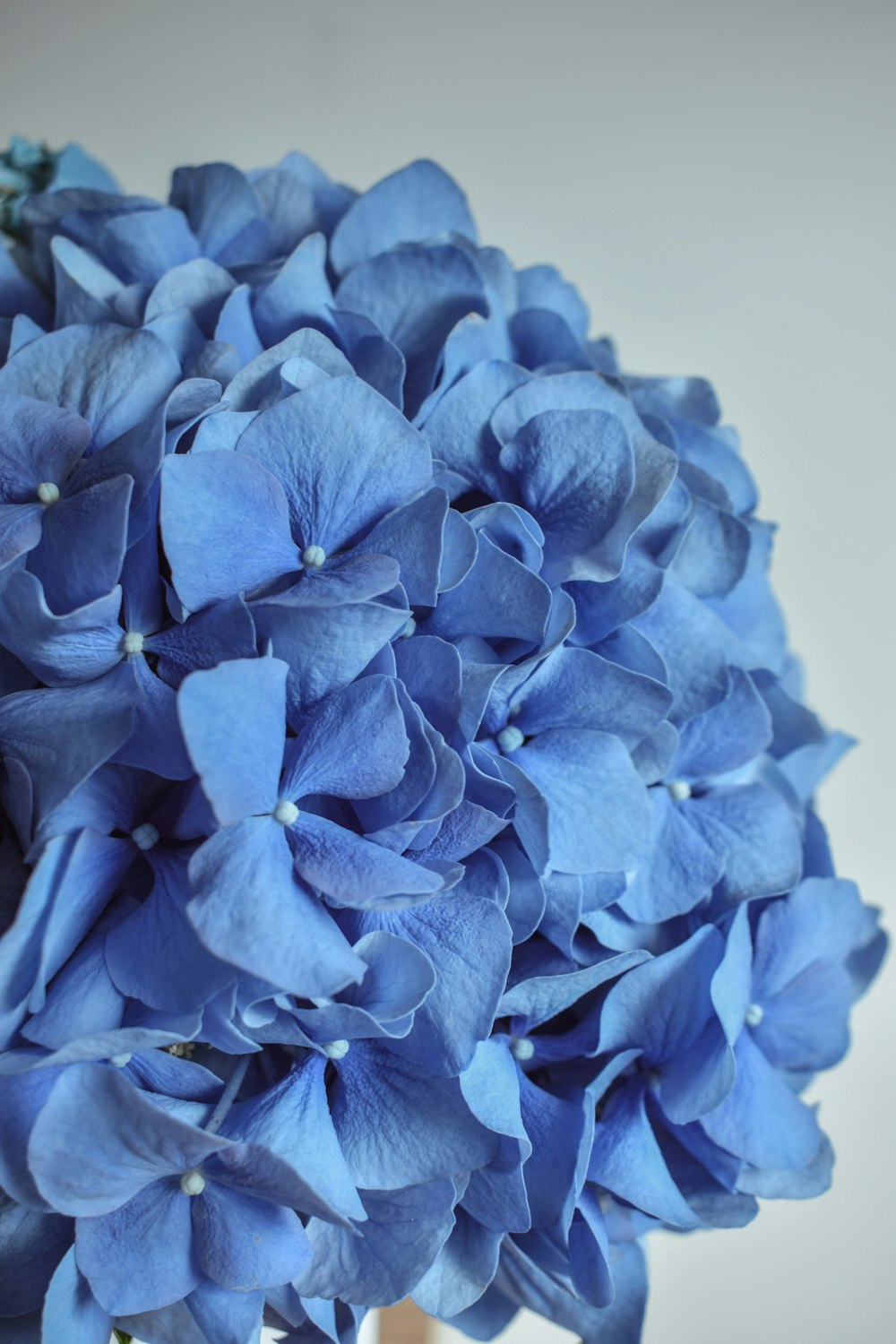 blue flower in close up photography