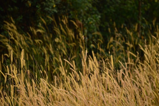 brown wheat field during daytime in Manipal India