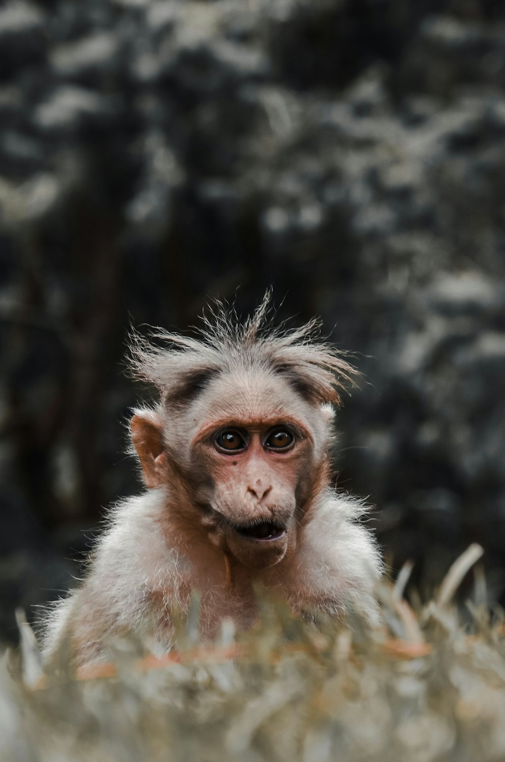 brown monkey on brown tree branch during daytime