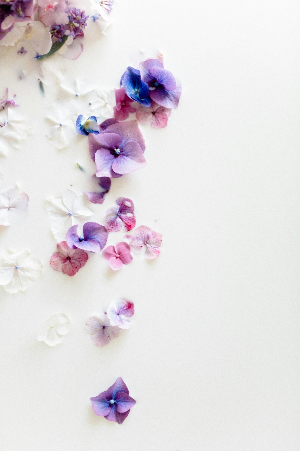 white and purple flower petals