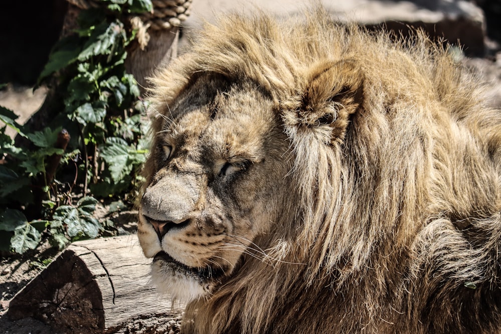 lion lying on wooden log during daytime