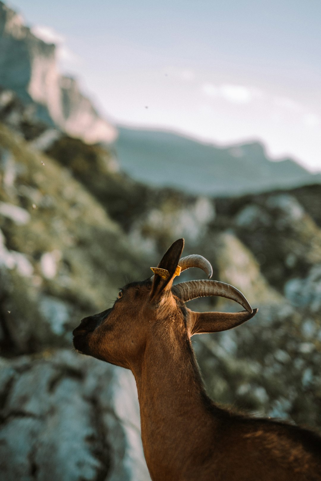 Wildlife photo spot Cheval Blanc Volx