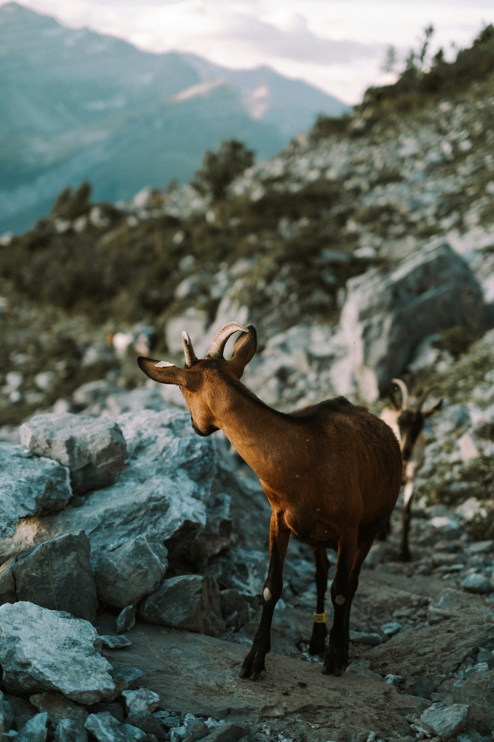 brown deer on rocky mountain during daytime