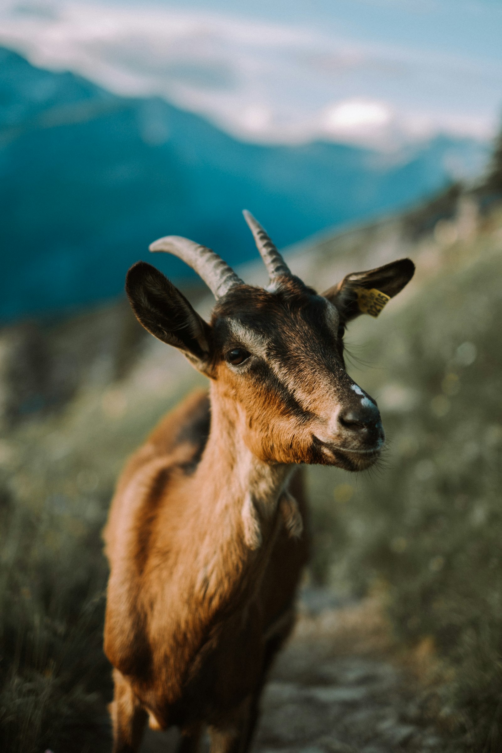 Fujifilm X-T3 + Fujifilm XF 35mm F1.4 R sample photo. Brown and black deer photography