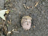 brown stone fragment on brown soil
