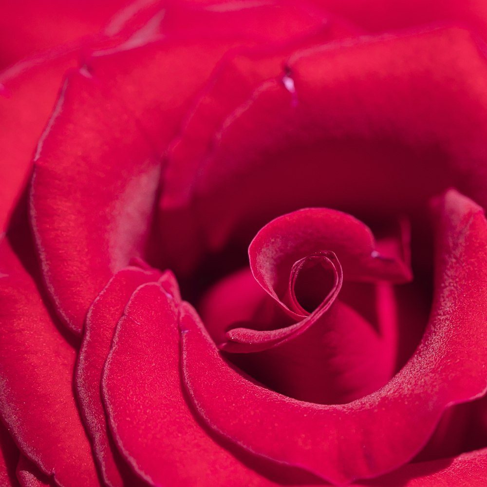 red rose in bloom close up photo