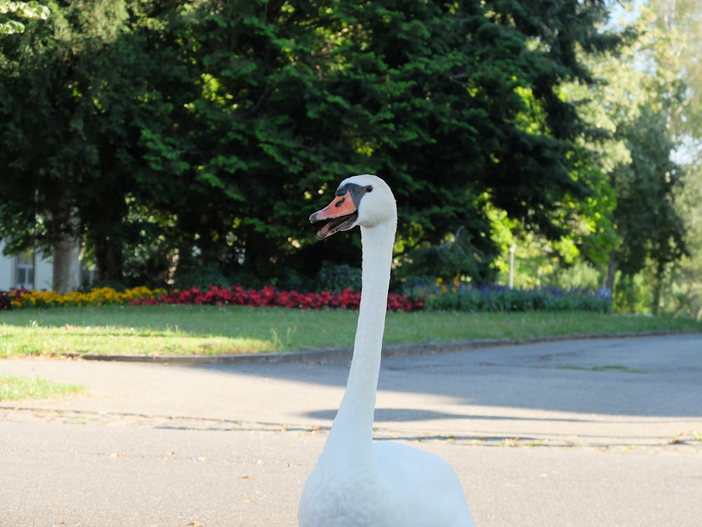 white swan on gray asphalt road during daytime