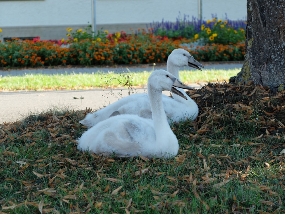 white swan on green grass during daytime