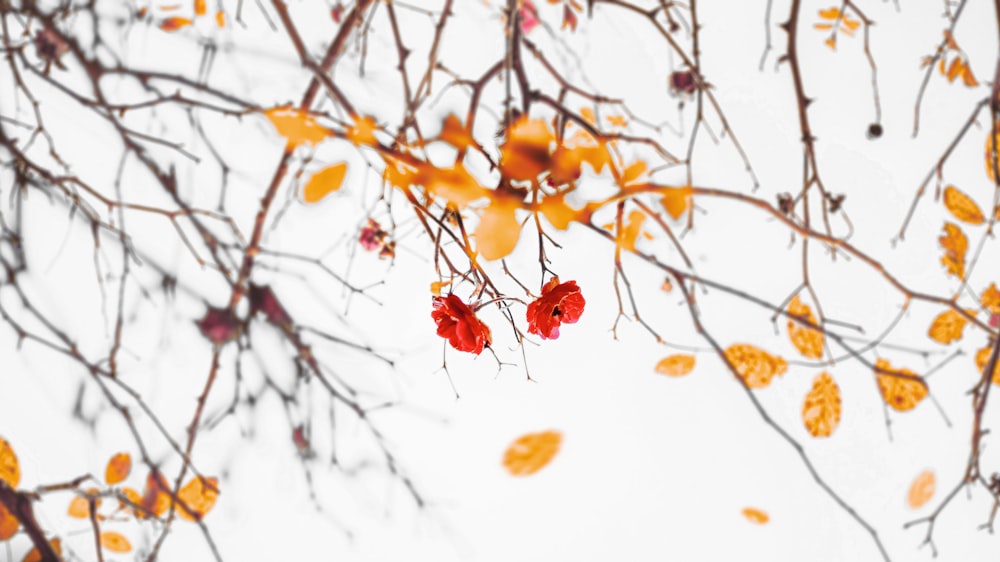 orange leaves on white snow