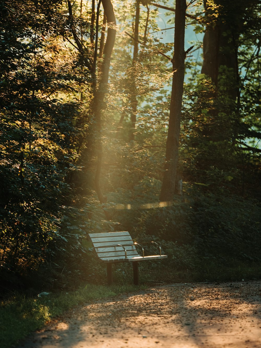 brown wooden bench in forest during daytime