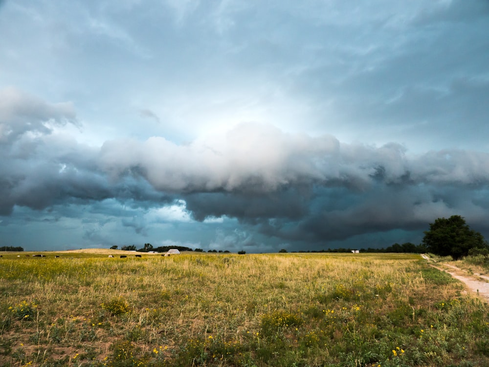 Champ d’herbe verte sous les nuages blancs