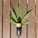 A small bottle of CBD oil is placed on a wooden surface with a cannabis leaf spread behind it, creating a natural and organic aesthetic.