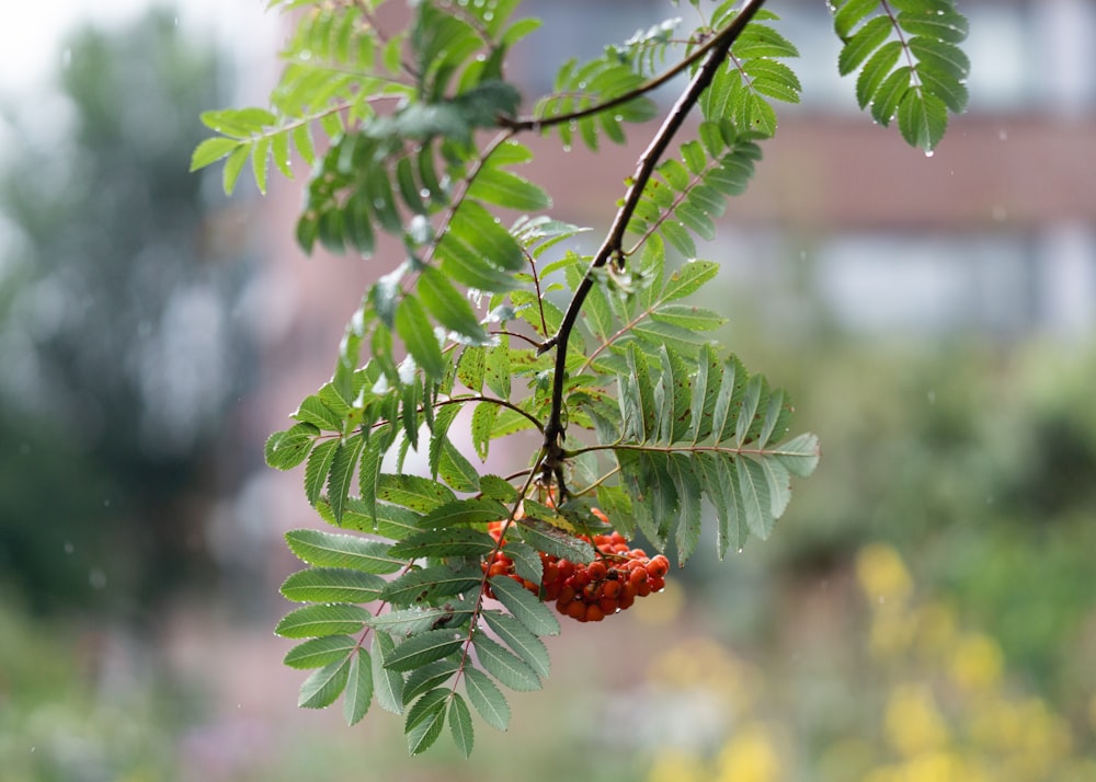 red round fruit on green leaves during daytime