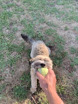 A small, fluffy dog is playfully tugging on a yellow tennis ball held by a human hand. The scene takes place on a grassy area with patches of dry grass and dirt.