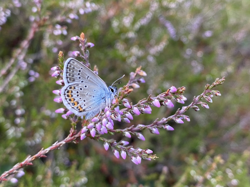 blue and white butterfly on brown stem during daytime