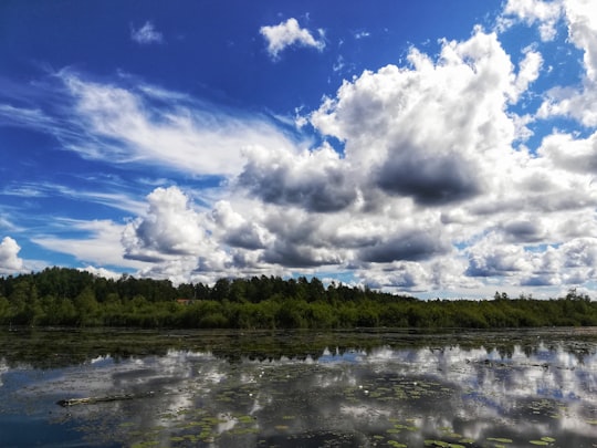 green trees near body of water under white clouds and blue sky during daytime in Växjö Sweden