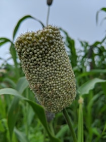 A close-up view of a millet plant showing a cluster of seeds atop a stem, with elongated green leaves around it. The background is a blur of more foliage against a cloudy sky.