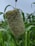 A close-up view of a millet plant showing a cluster of seeds atop a stem, with elongated green leaves around it. The background is a blur of more foliage against a cloudy sky.
