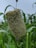 A close-up view of a millet plant showing a cluster of seeds atop a stem, with elongated green leaves around it. The background is a blur of more foliage against a cloudy sky.