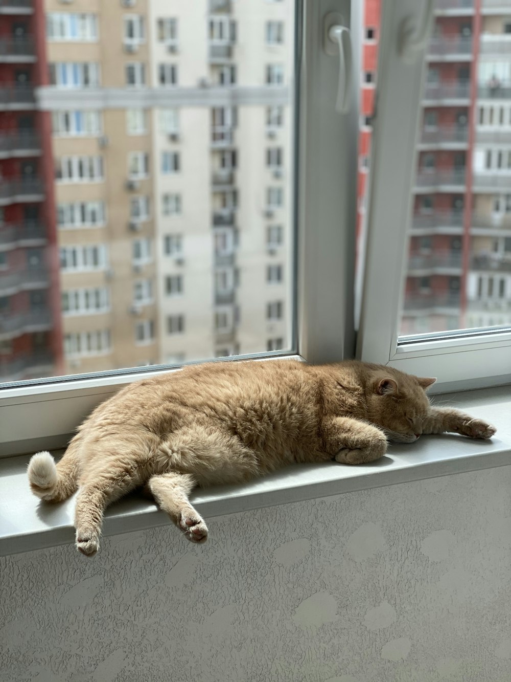 orange tabby cat lying on white table