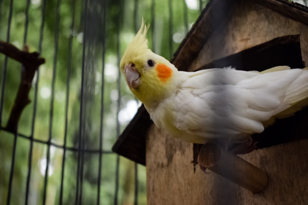 white and yellow bird on brown wooden post