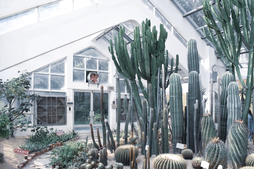 green cactus plants in white wooden framed glass window