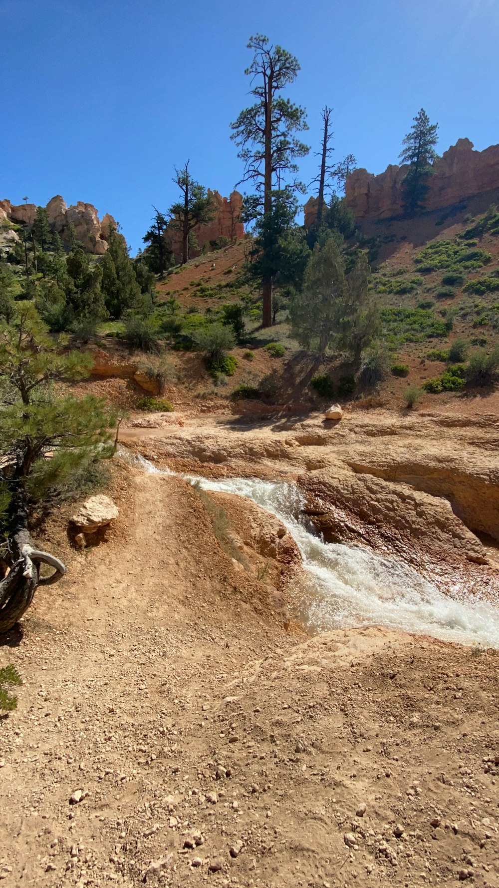 green trees and brown soil