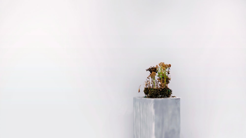 planta verde no vaso de concreto cinza