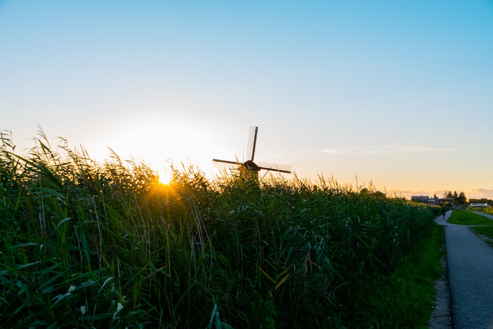 Champ d’herbe verte au coucher du soleil