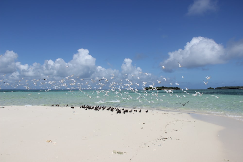 people on beach during daytime