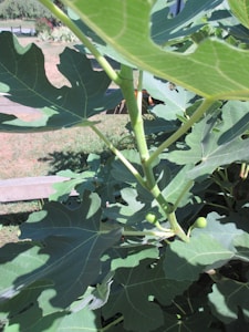 Sweet Fig Tree