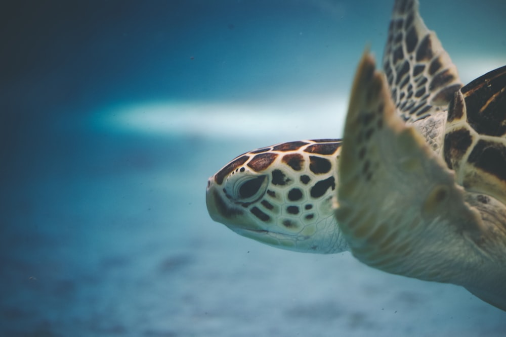 white and brown sea turtle