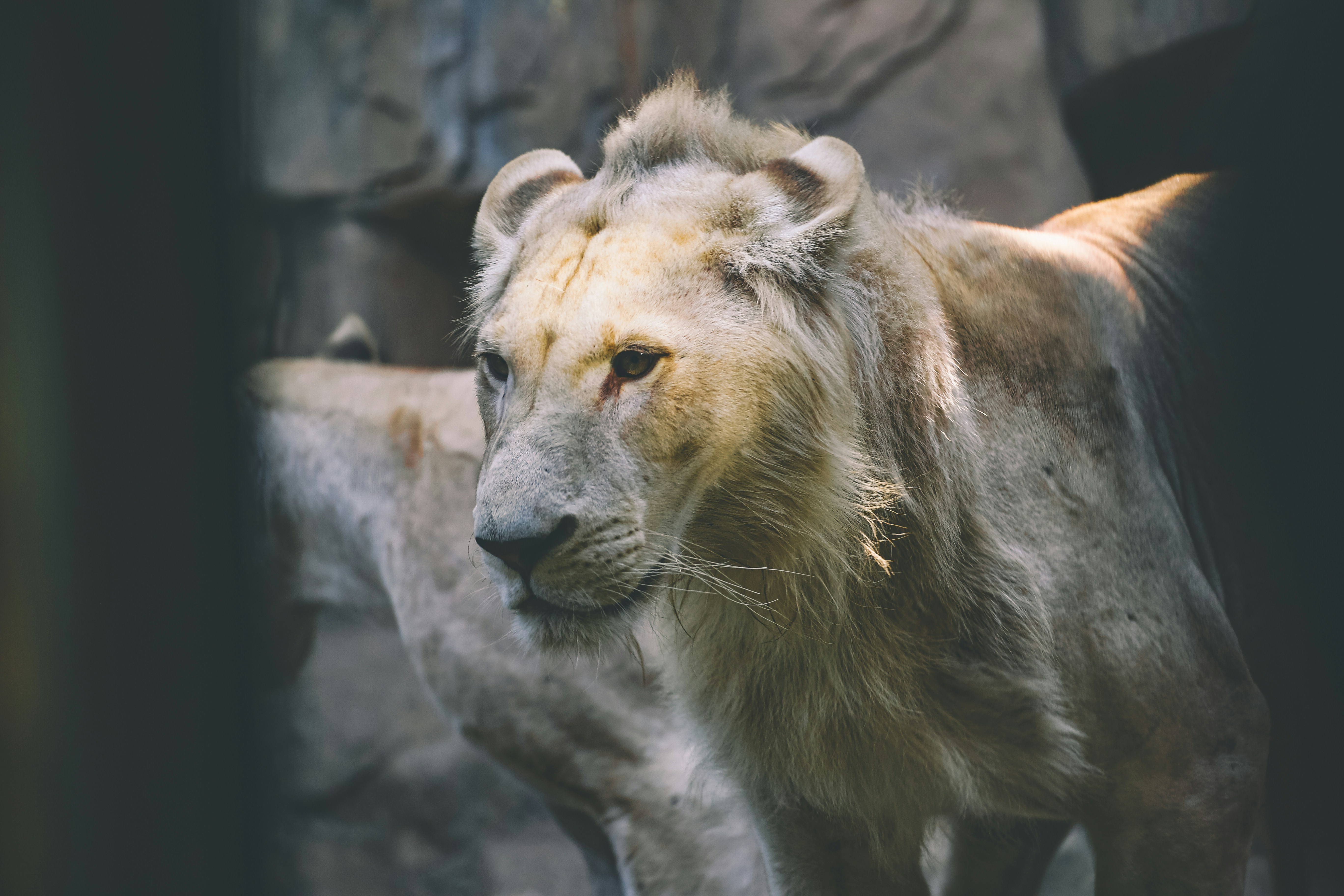 photo-1595700433378-ab932ebba7bf?ixid=M3wxMjA3fDB8MXxzZWFyY2h8MjB8fGxpb243fGVufDB8fHx8MTc2MTE2MDA0OHww\u0026ixlib=rb-4.1.0