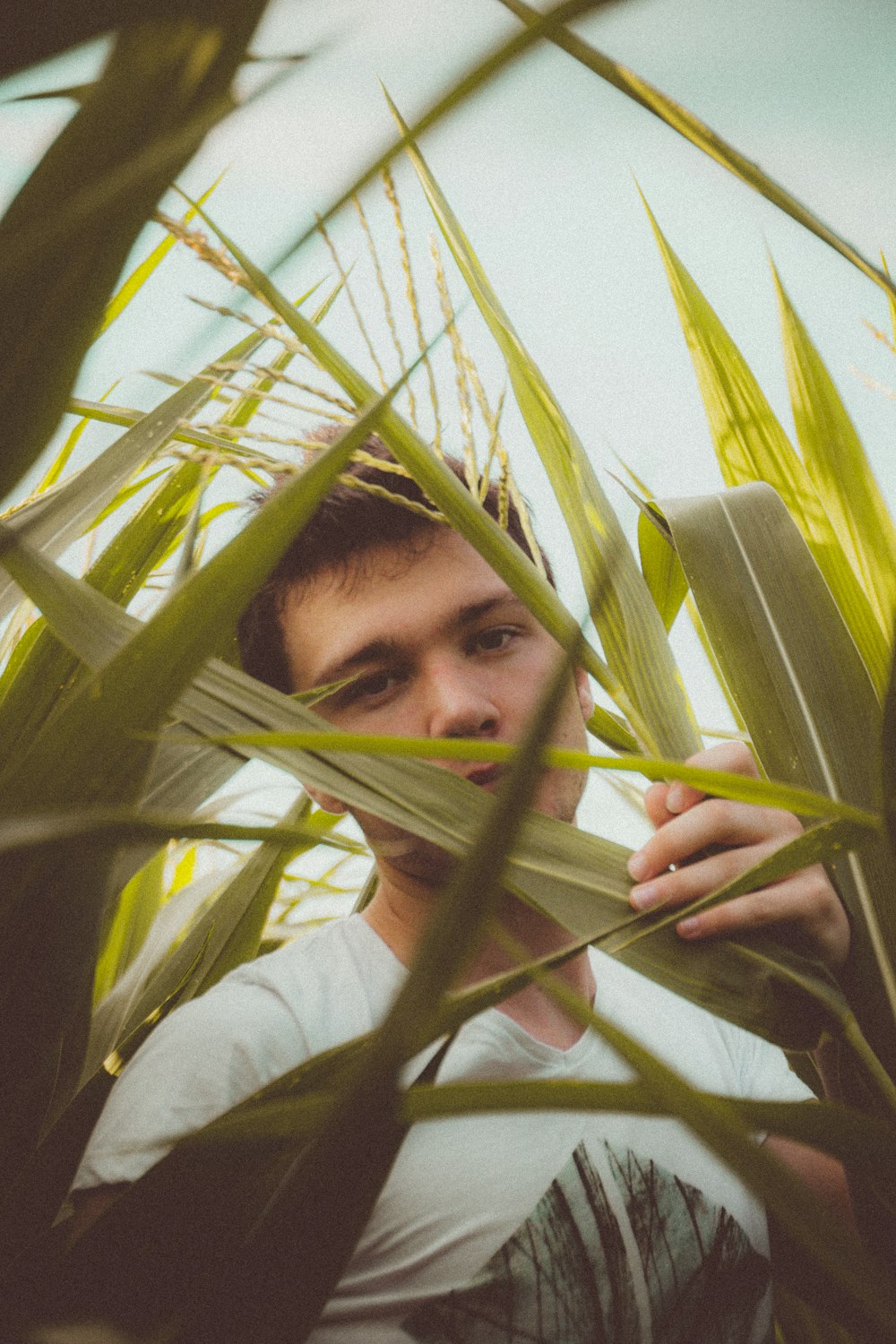 man in white shirt holding green corn plant