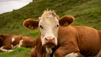 brown and white cow on green grass field during daytime