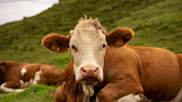 brown and white cow on green grass field during daytime