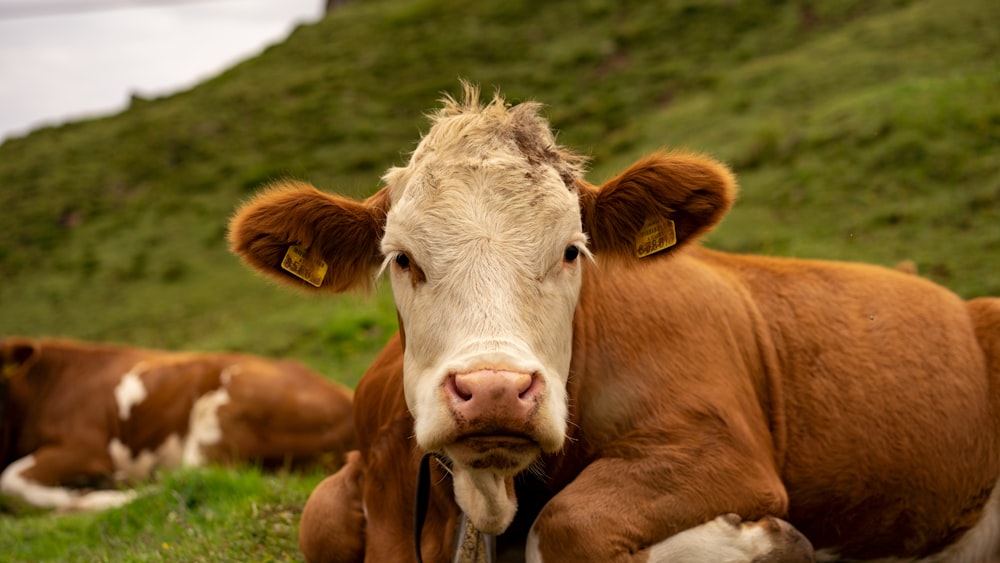 brown and white cow on green grass field during daytime