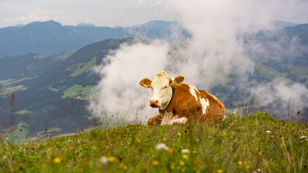 brown and white cow on green grass field during daytime