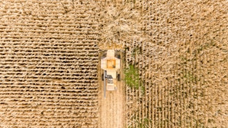 An aerial view of a large cornfield with a combine harvester creating a clear path through the densely packed rows of golden corn. The machine is cutting through the crop, leaving a visible trail of harvested area behind.