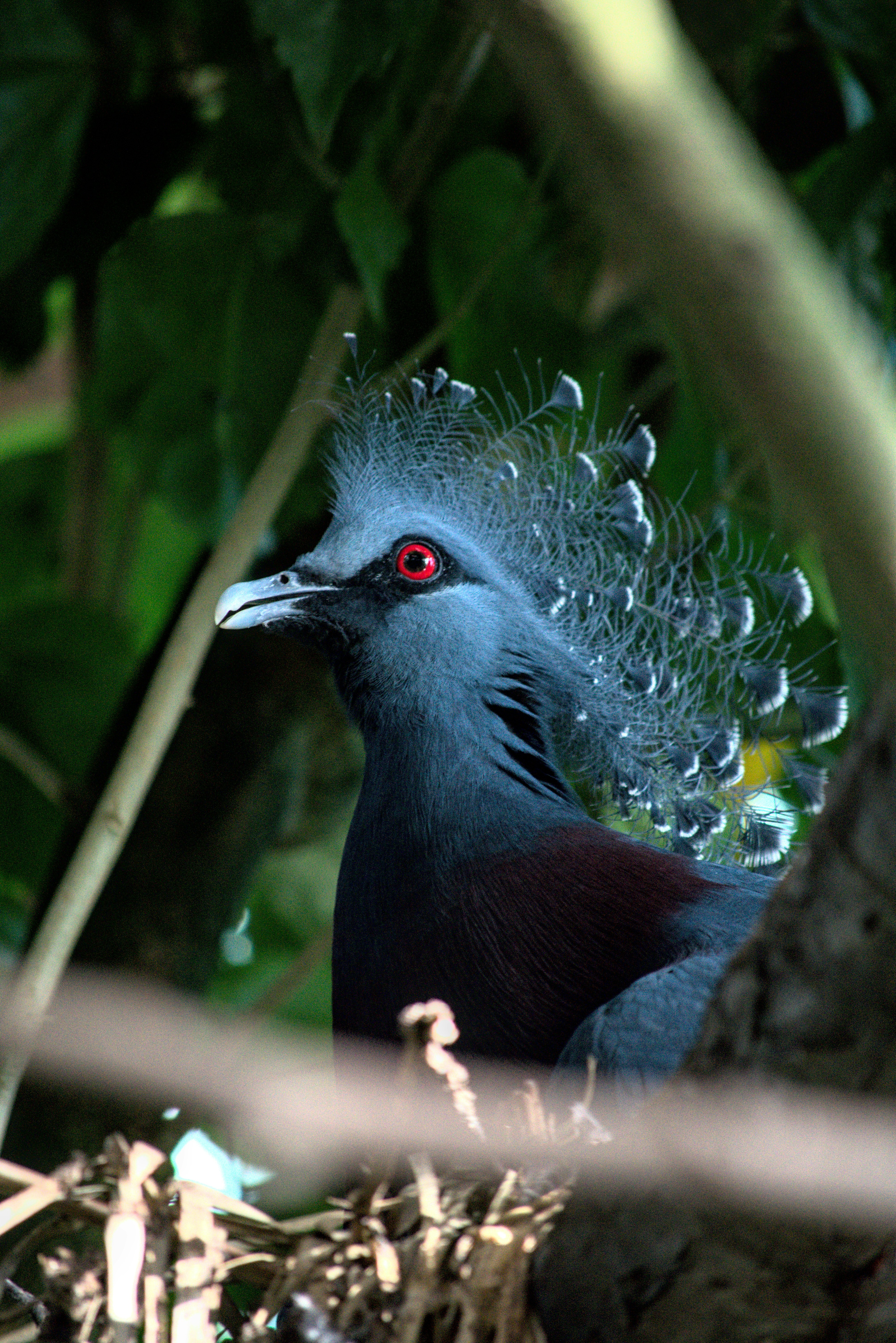 blue and black bird on tree branch