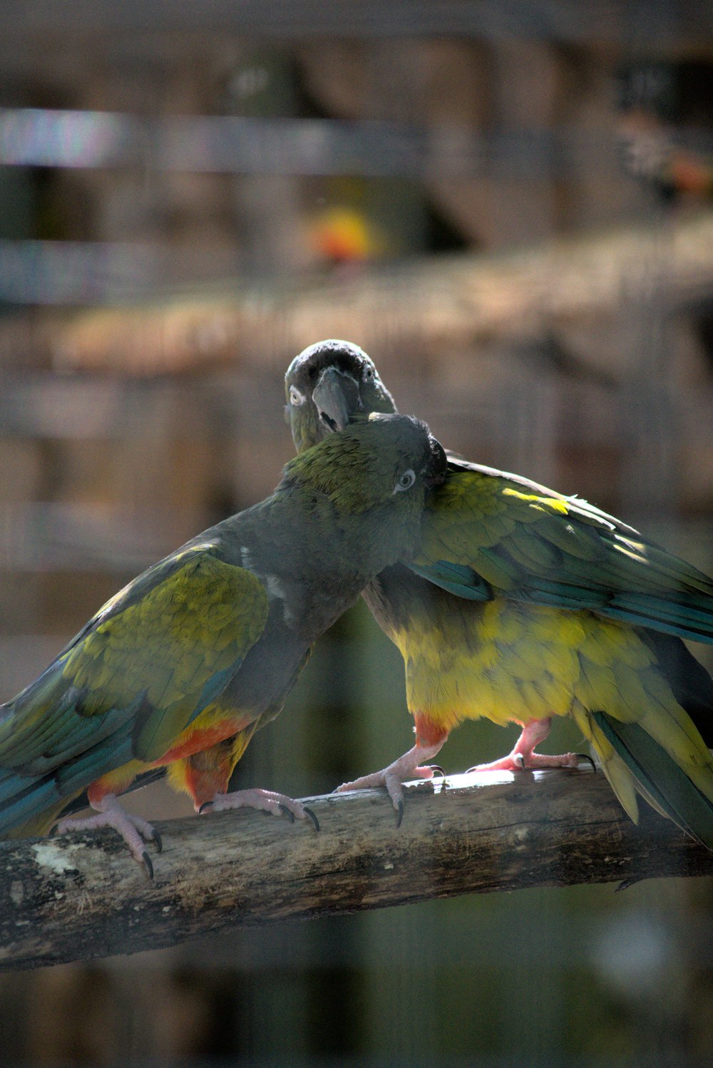 green and yellow parrot on brown wooden stick