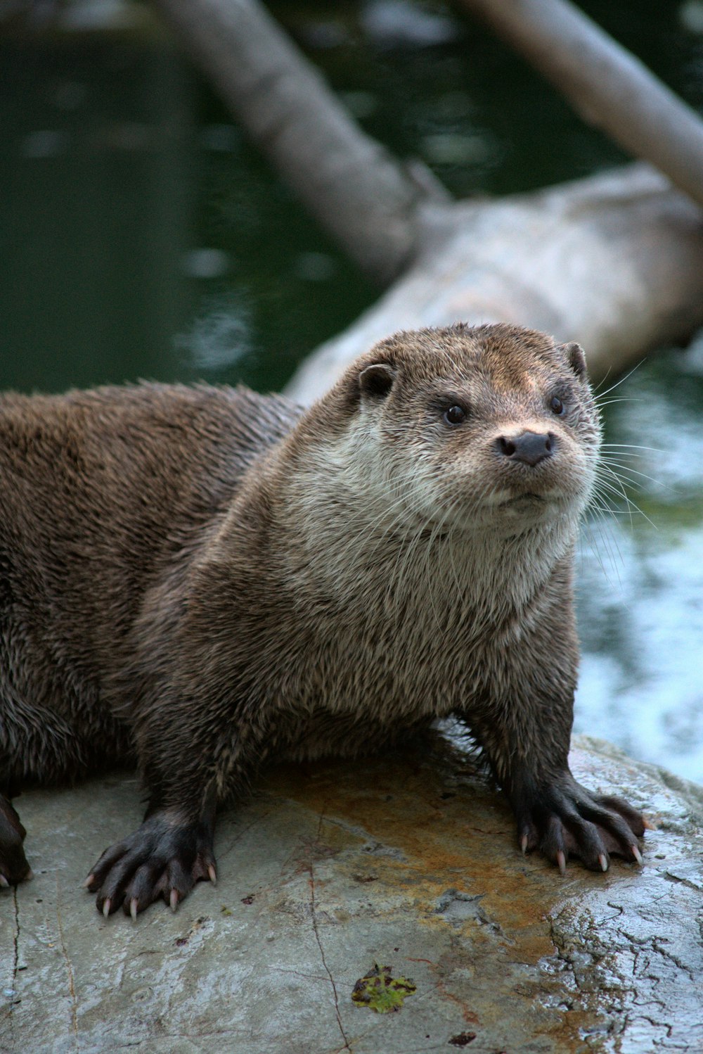 brown and white animal on gray rock