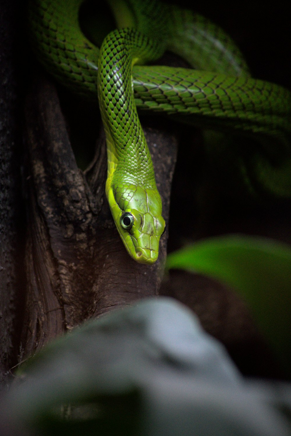茶色の木の枝に緑のヘビ