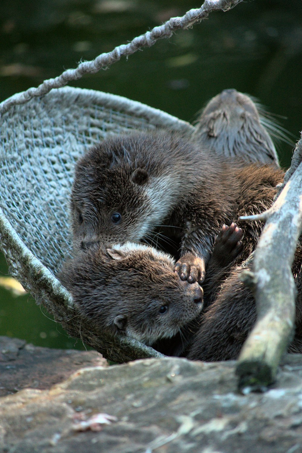 a couple of otters sitting in a hammock