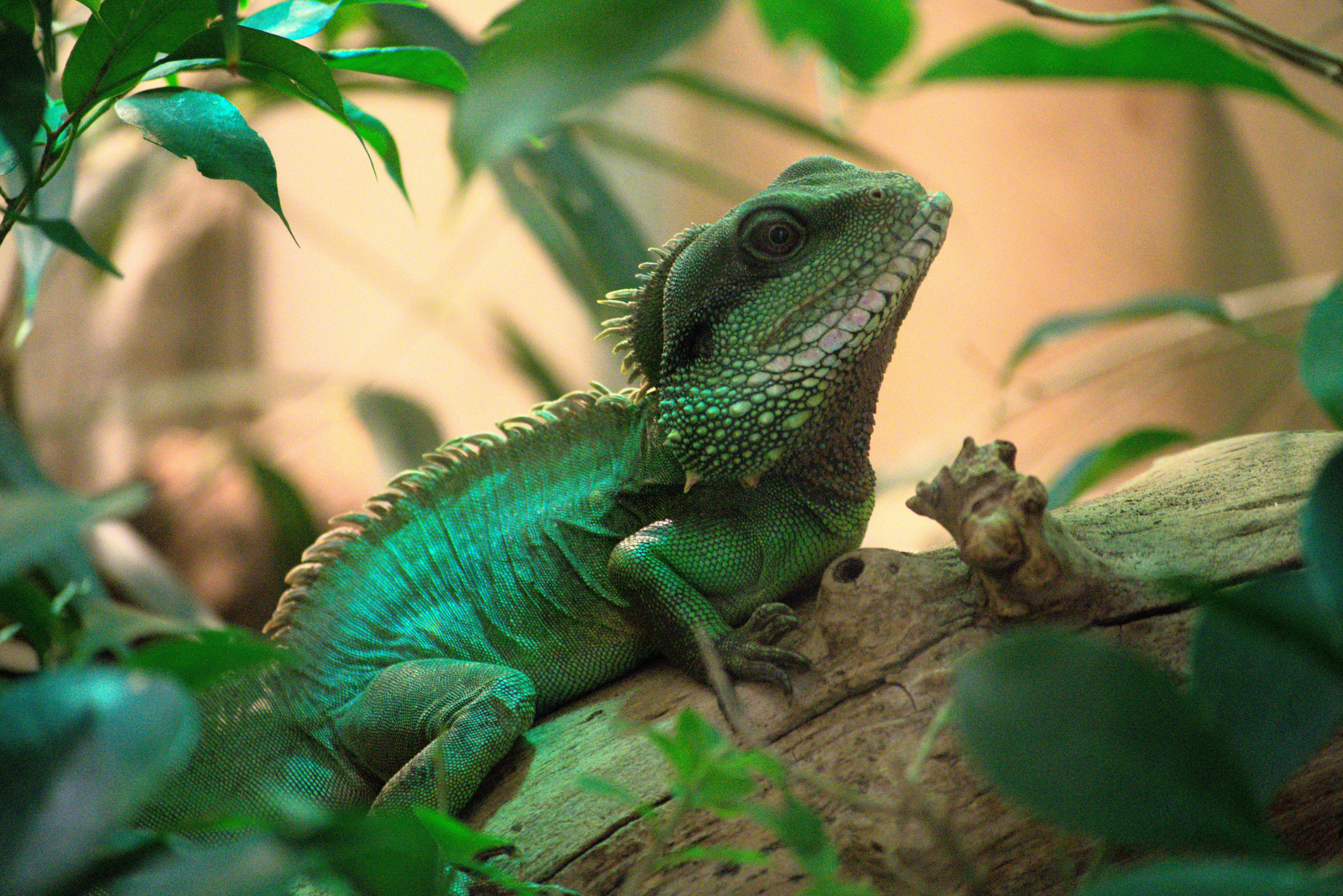 green lizard on brown tree branch