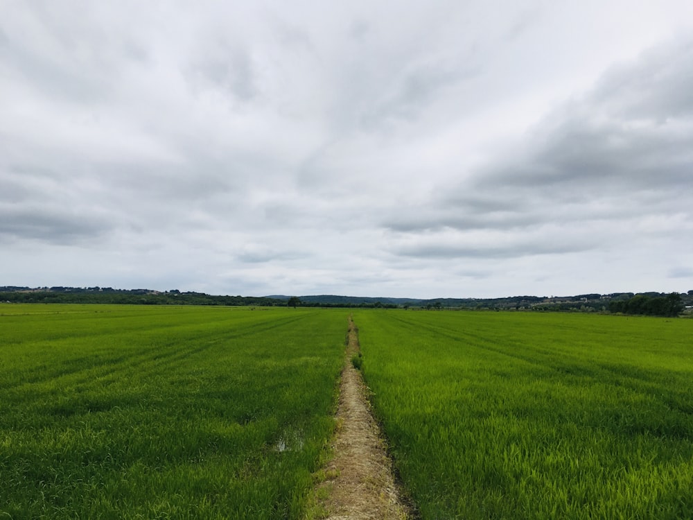 Champ d’herbe verte sous un ciel nuageux pendant la journée