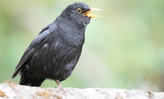A blackbird with glossy feathers and a bright orange beak is perched on a mossy surface. The bird appears alert and is captured mid-song, with its beak slightly open. The background is softly blurred, composed of muted greens and browns, suggesting it is in a natural setting.