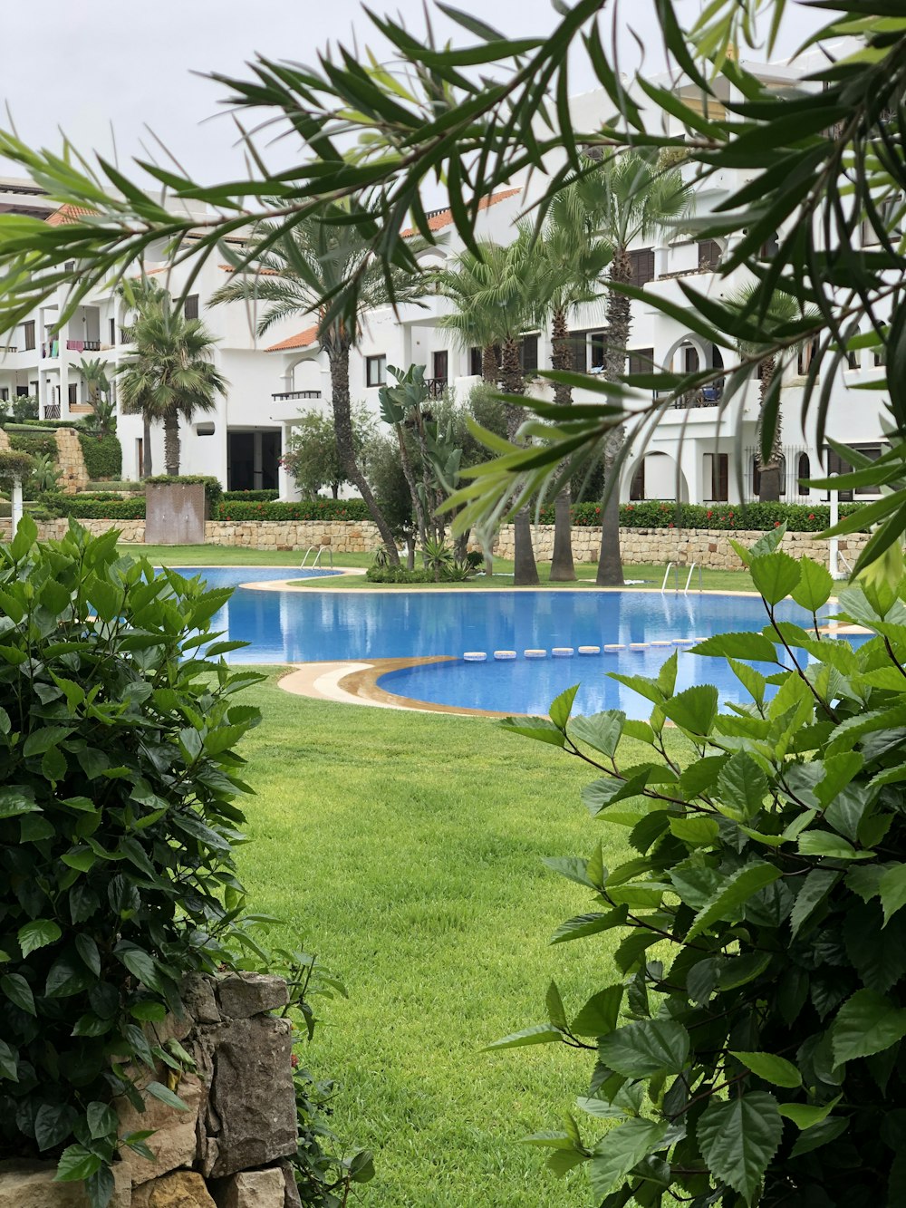 swimming pool surrounded by green plants