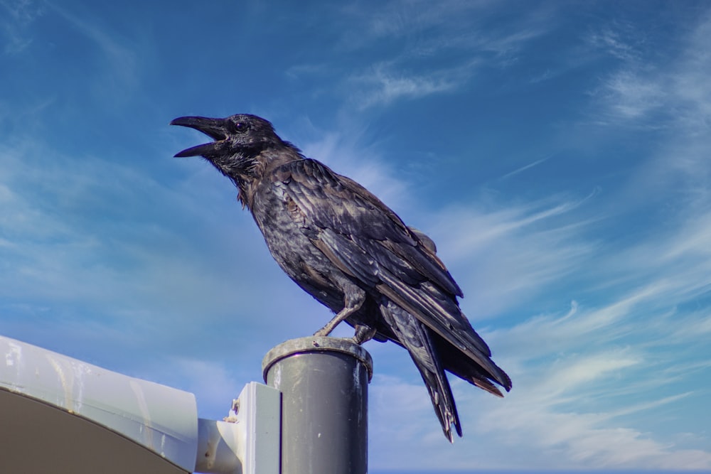 black bird on white metal bar during daytime